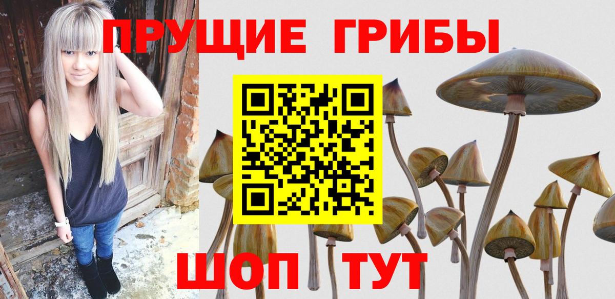 Псилоцибиновые грибы GOLDEN TEACHER  Вход с VPN  Мичуринск  цены   Псилоцибиновые грибы Psilocybe 